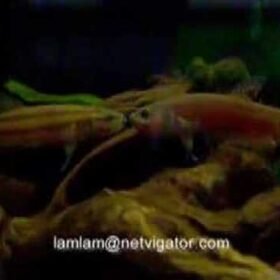 Nature's Majestic Beauty