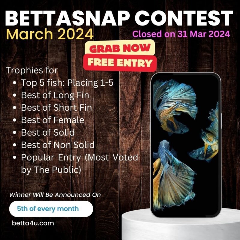 BettaSnap Contest Results March 2024 Volume 1 BettaSnap Contest March 2024. Trophy award