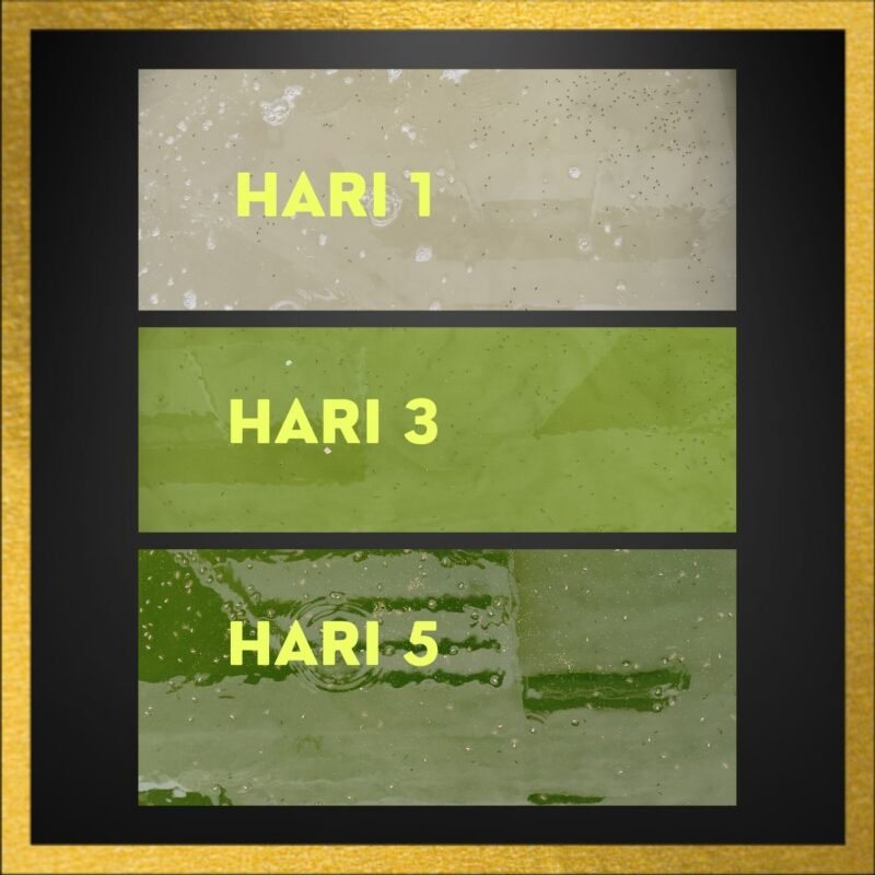 Chlorella Green water Culture for moina daphnia Simplified Green Water Chlorella Starter Kits Moina Culture