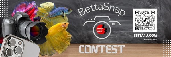 BettaSnap Contest Header