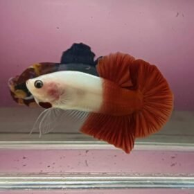 FB IMG 1711967951320