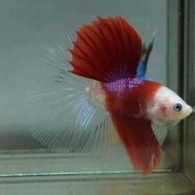 FB IMG 1713587338098