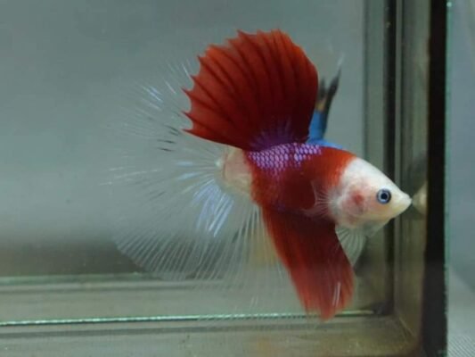 Stunning Premium Show Betta Pair swimming gracefully in an aquarium.