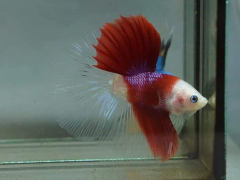 Stunning Premium Show Betta Pair. 1 male 1 female.