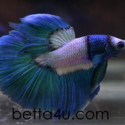 Nemo HM bred by Bobby Chua Premium Halfmoon Show Betta fish