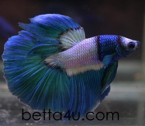 Nemo HM bred by Bobby Chua Premium Halfmoon Show Betta fish