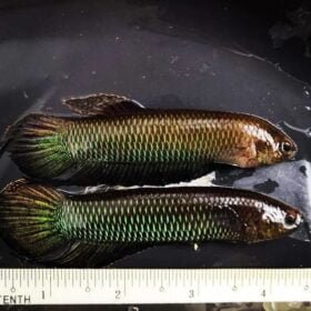 Betta Bellica wild betta gallery