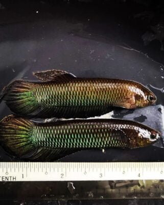 Betta Bellica wild betta gallery