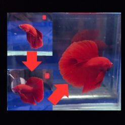 betta4u booster betta4u cure