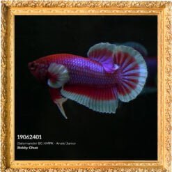 Show Betta Salamander BF HMPK 19062401