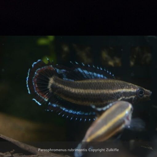 Parosphromenus rubrimontis in a natural habitat aquarium