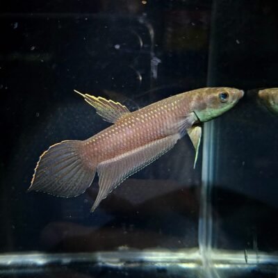 Betta Simorum Male Photo by Pak Mul