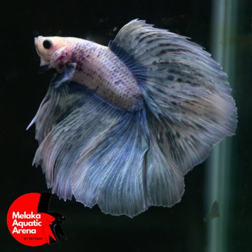 Premium Halfmoon Show Betta Fish. Stunning Premium Show Betta Pair swimming gracefully in an aquarium.