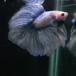 Live Betta Fish with vibrant colors available for RM20 with free shipping in Peninsular Malaysia.