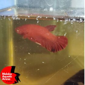 Comprehensive guide to breeding Betta fish, including tank setup and fry care.