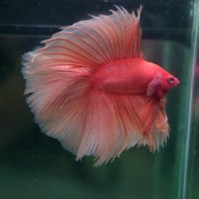 Betta fish lifespan how to help your betta live longer