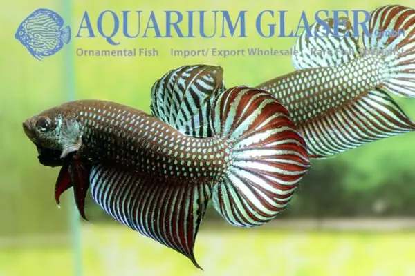 Spade Tail Betta Fish: The Vibrant Hybrid with a Rich Pedigree 2 Spade Tail Betta Fish with vibrant colors