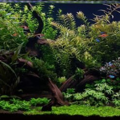 Live Aquarium Plants