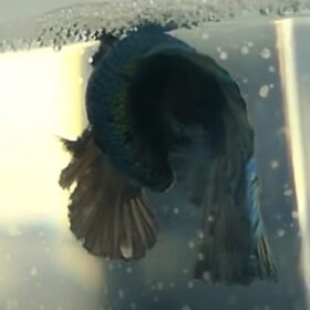 betta spawn courtship