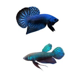 Betta Hybridization: Colorful Betta Fish in Aquarium