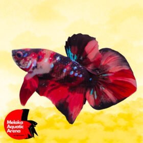 The Standard for Spade Tail Betta Fish: Traditional vs. Modern 3 Spade Tail Betta Fish with vibrant colors
Spade Tail Betta Fish showcasing traditional and modern forms
Standard for Spade Tail Betta Fish, Traditional Plakat, Modern HMPK