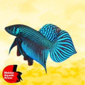 The Standard for Spade Tail Betta Fish: Traditional vs. Modern 2 Standard for Spade Tail Betta Fish, Traditional Plakat, Modern HMPK