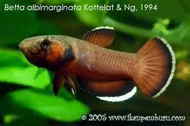 Various wild type betta fish species in their natural habitats.