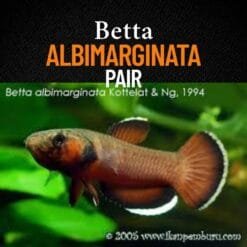 Betta albimarginata pair swimming in a dimly lit, leaf-litter aquascaped blackwater aquarium