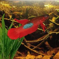 Betta brownorum pair in a dimly lit, blackwater aquarium with leaf litter and floating plants