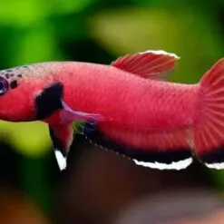 Betta channoides pair in a planted blackwater tank with soft lighting