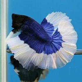 Butterfly Pattern Show Betta Top-Quality Butterfly Pattern Show Betta Betta Fish Art and Photography showcasing vibrant fins and aquatic grace
Improve Betta Fish Lifespan with proper aquarium care