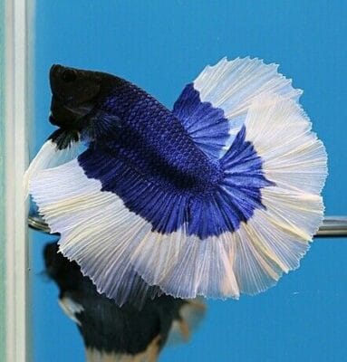 Butterfly Pattern Show Betta Top-Quality Butterfly Pattern Show Betta