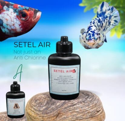 Betta Basics Starter Kit: Essential Care Pack for Healthy Betta Fish setel air anti chlorine