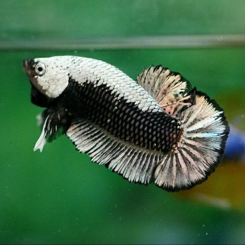 Shortfin Halfmoon Betta with symmetrical fins and vibrant colors. Live Betta Fish with vibrant colors available for RM20 with free shipping in Peninsular Malaysia.