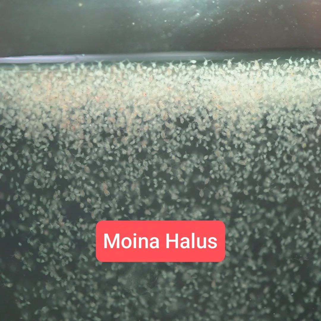 Moina Halus Live Moina Macrocopa (Moina Thai) starter culture in 2 bags.