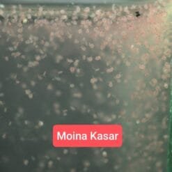 Moina Kasar Live Moina Macrocopa (Moina Thai) starter culture in 2 bags.