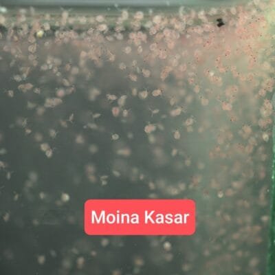 Moina Kasar Live Moina Macrocopa (Moina Thai) starter culture in 2 bags.