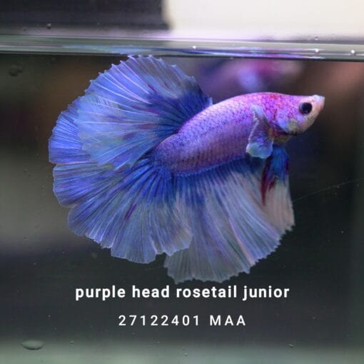 Purple Head Rosetail Junior FREE SHIPPING