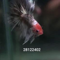Red Head Copper Marble DTHM 28122402