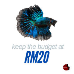 Fish Budget RM20 Live Betta Fish with vibrant colors available for RM20 with free shipping in Peninsular Malaysia.