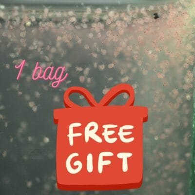 Kit Permulaan Air Hijau Chlorella & Kultur Moina