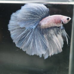 Grizzle Halfmoon Betta Fish with a beautiful pattern and large Halfmoon fins.