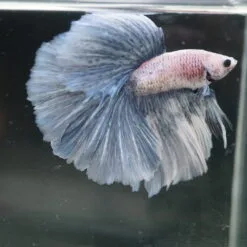 Grizzle Halfmoon Betta Fish with a beautiful pattern and large Halfmoon fins.