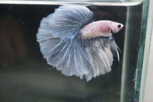 Grizzle Halfmoon Betta Fish with a beautiful pattern and large Halfmoon fins.