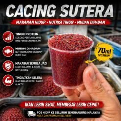 Cacing sutera
