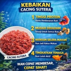 Alternative view of Live Tubifex Worms 70ml – Cacing Sutera Hidup High-Protein Fish Food & Culture Starter
