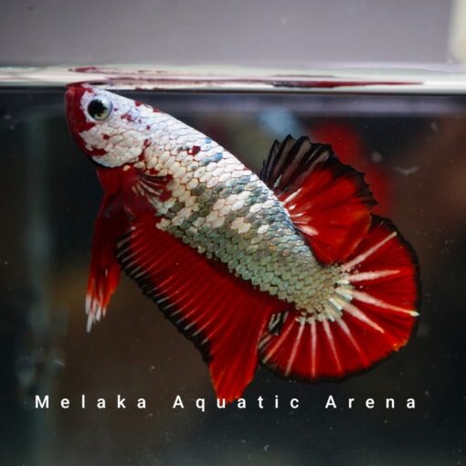 Live Streaming Show featuring Betta Fish Stocks at bargain prices.