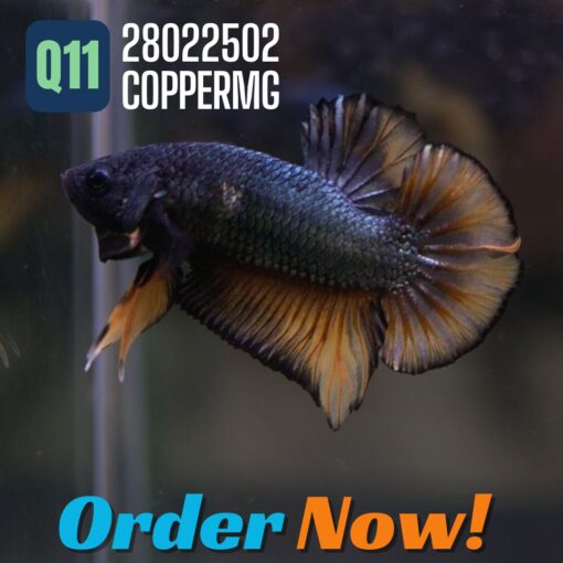 Q11-28022502COPPERMG Live Streaming Show featuring Betta Fish Stocks at bargain prices.