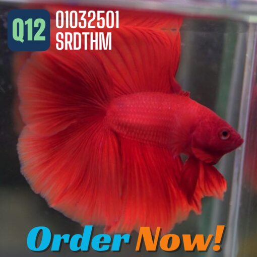 Live Streaming Show Betta Fish Stocks Live Streaming Show featuring Betta Fish Stocks at bargain prices. Q1201032501SRDTHM