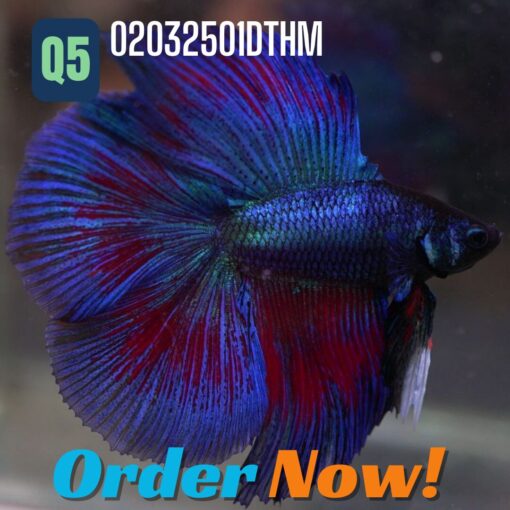 Q5 Stunning DTHM Betta Fish – Limited Offer! Only RM5 After Discount!